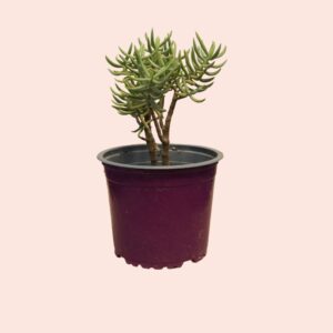 Crassula tetragona - Imagen 2