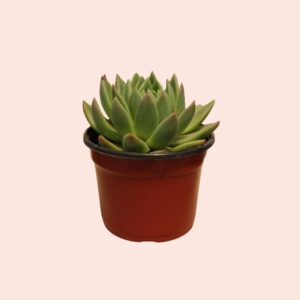 suculenta echeveria agavoides prolifera