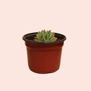 suculenta echeveria set oliver