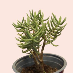 suculenta crassula tetragona