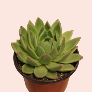 suculenta echeveria agavoides prolifera