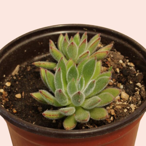 suculenta echeveria set oliver