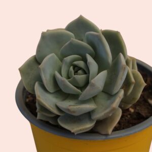 suculenta graptoveria titubans