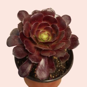 suculenta aeonium arboreum zwartkop