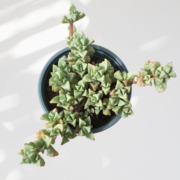 Oscularia deltoides