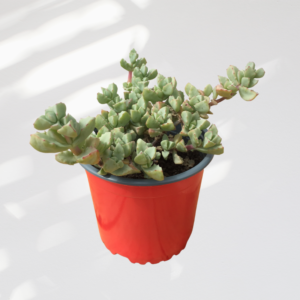 Oscularia deltoides - Imagen 2