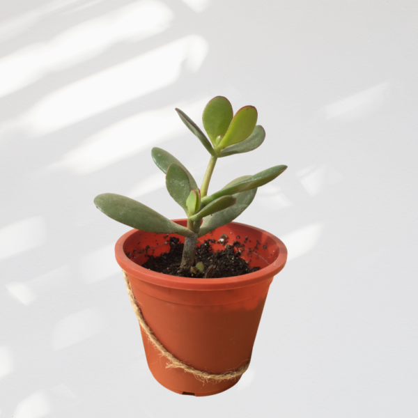 Crassula ovata