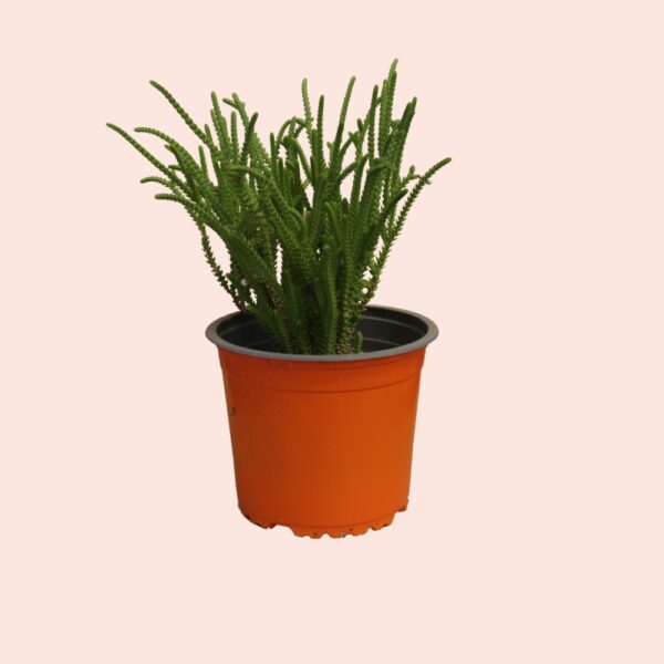 Crassula muscosa