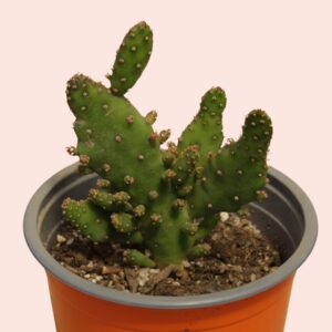 Cactus opuntia monacantha