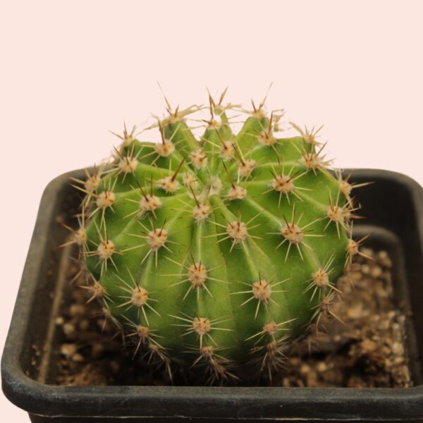 Echinopsis tubiflora