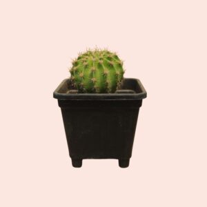 Echinopsis tubiflora - Imagen 2