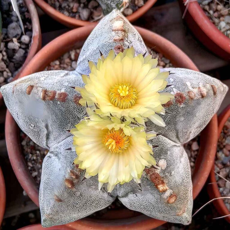 Astrophytum Asterias (Cactus Estrella)