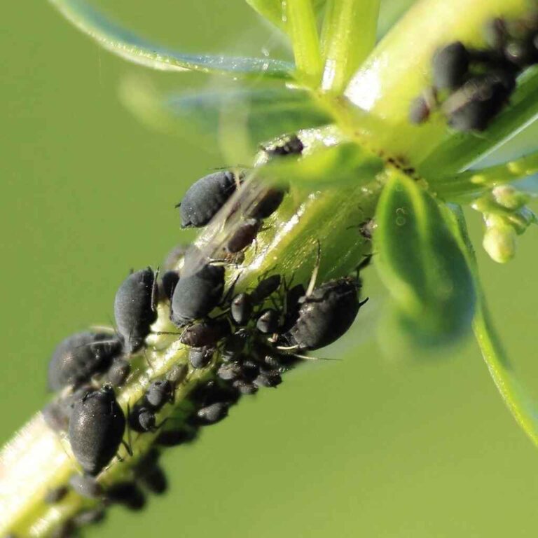 Los Pulgones son una plaga del jardín.