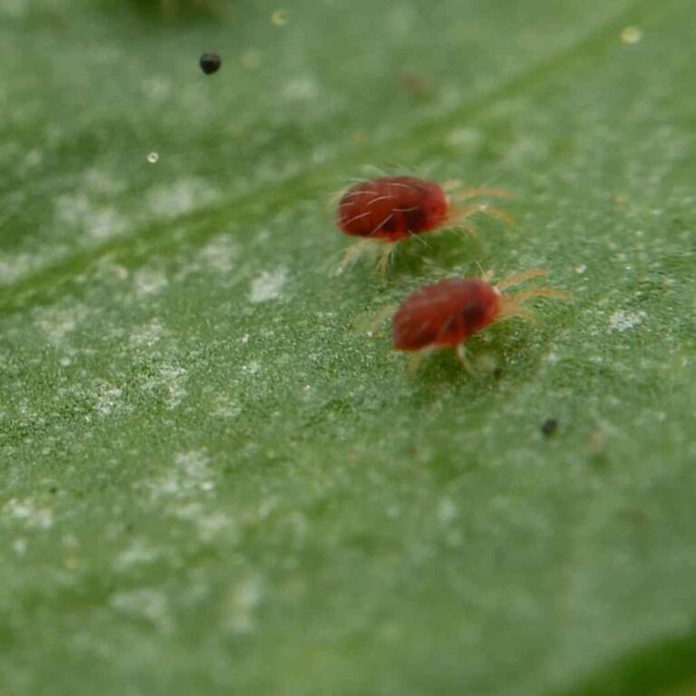 Araña roja – Tetranychus urticae