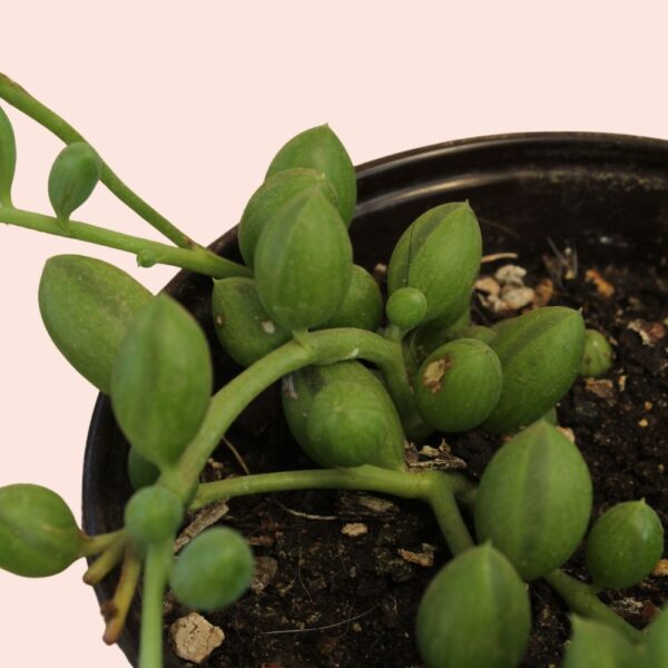 suculenta senecio erreanus