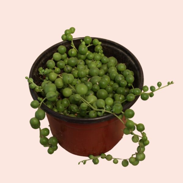 suculenta senecio rowleyanus, rosario