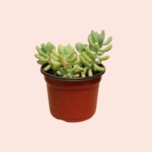 suculenta sedum pachyphyllum, nariz de payaso