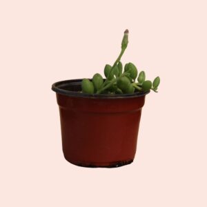 Senecio herreanus (Cadena de sandías) - Imagen 2